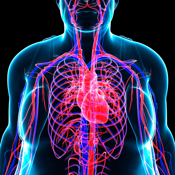 Nattokinase: The Secret To Better Circulation, Heart, and Brain Health